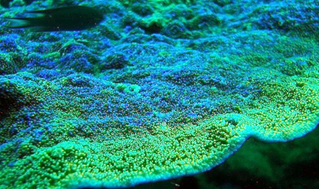 Fun Diving Koh Ma Fun Diving Koh Ma - Image 4