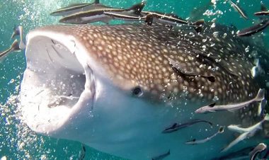 fun diving at sail rock from koh phangan