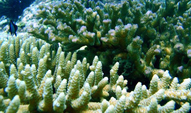 Fun Diving Koh Ma Fun Diving Koh Ma - Image 5