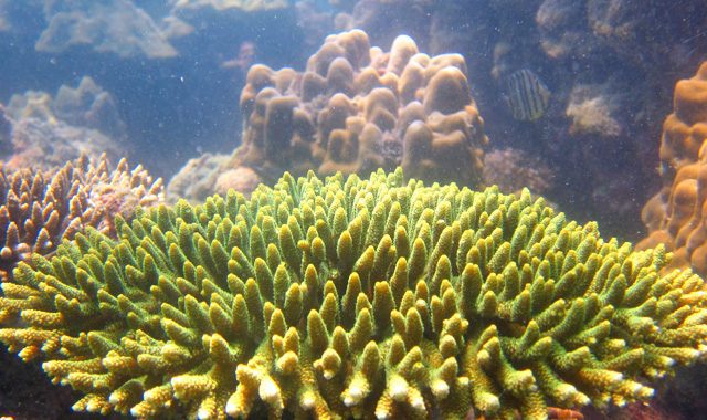 Fun Diving Koh Ma Fun Diving Koh Ma - Image 6