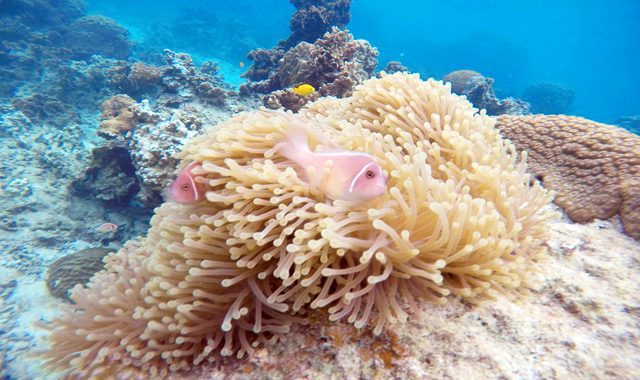 Snorkelling Snorkelling - Image 6