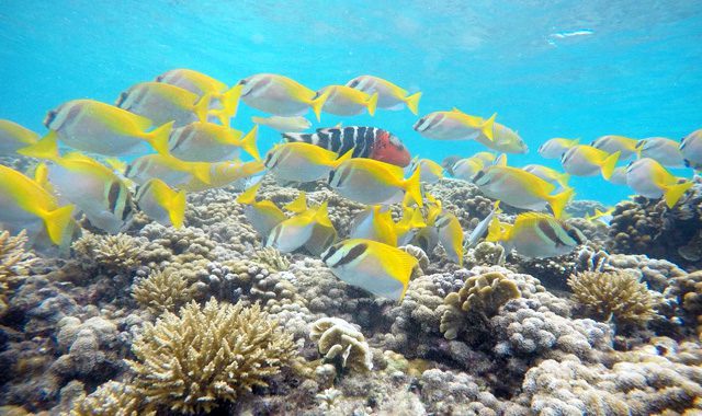 Snorkelling Snorkelling - Image 7