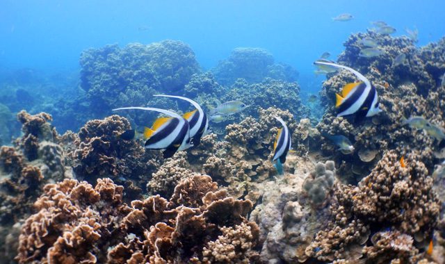 Snorkelling Snorkelling - Image 8