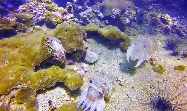 Fun Diving Koh Ma Fun Diving Koh Ma - Image 9