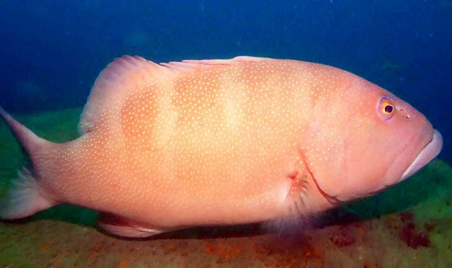 Fun Diving Koh Ma Fun Diving Koh Ma - Image 10