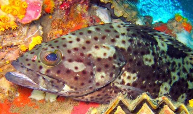 Fun Diving Koh Ma Fun Diving Koh Ma - Image 14