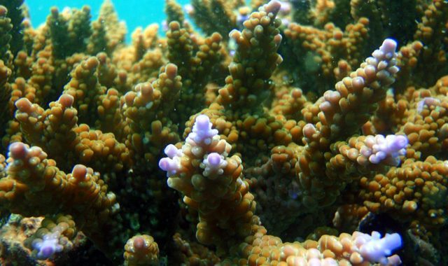 Fun Diving Koh Ma Fun Diving Koh Ma - Image 15
