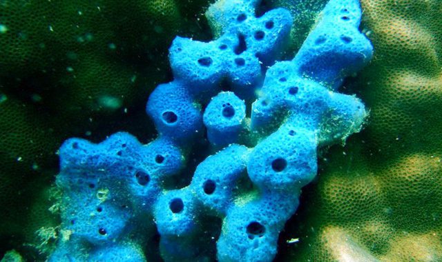 Fun Diving Koh Ma Fun Diving Koh Ma - Image 16