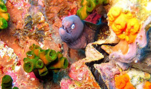 Fun Diving Koh Ma Fun Diving Koh Ma - Image 17