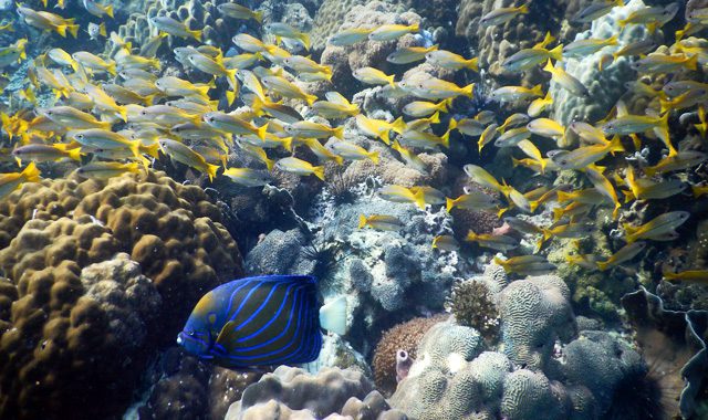 Fun Diving Koh Ma Fun Diving Koh Ma - Image 19