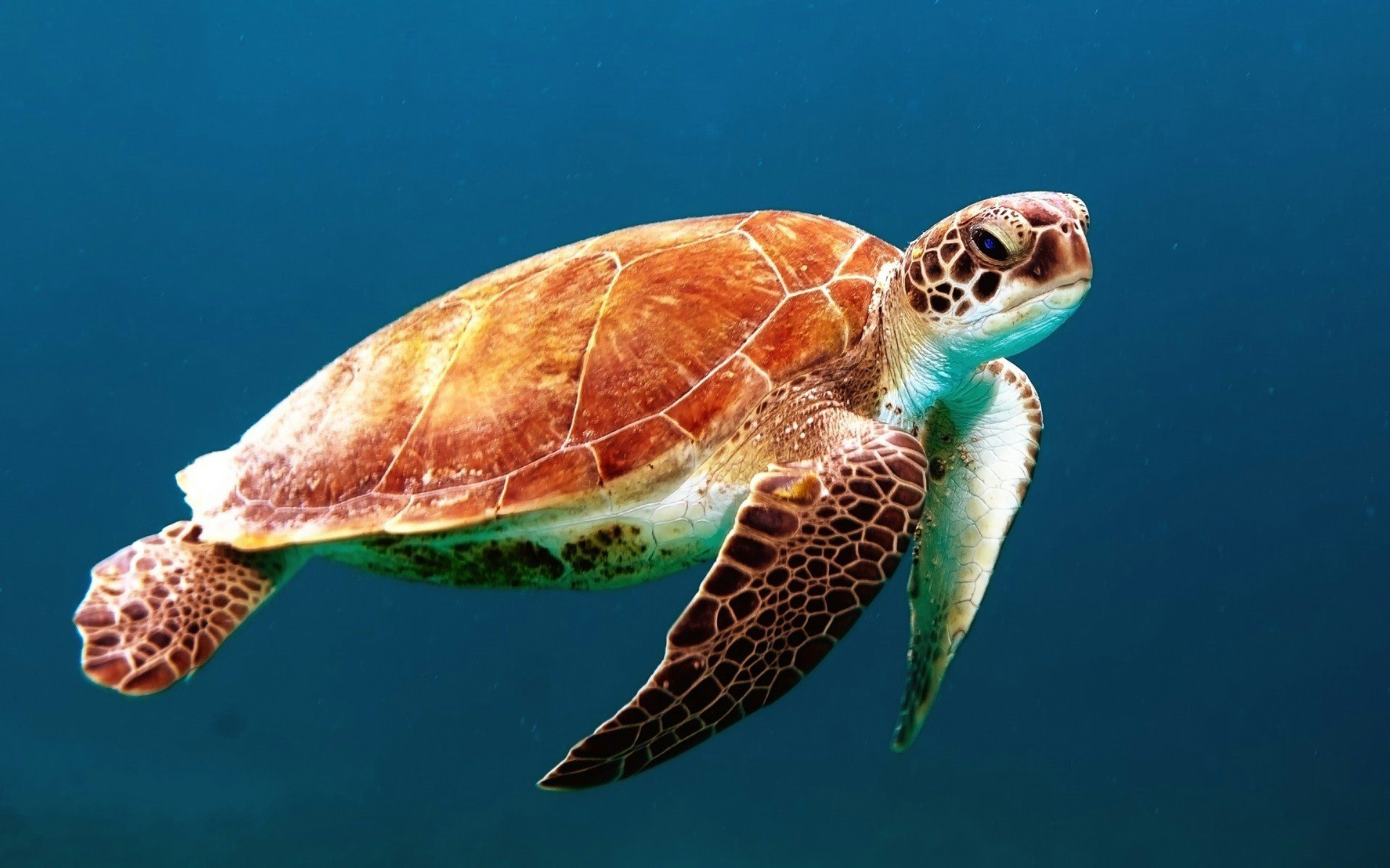 Fun Diving Haad Salad Scuba Diving Haad Salad Koh Phangan