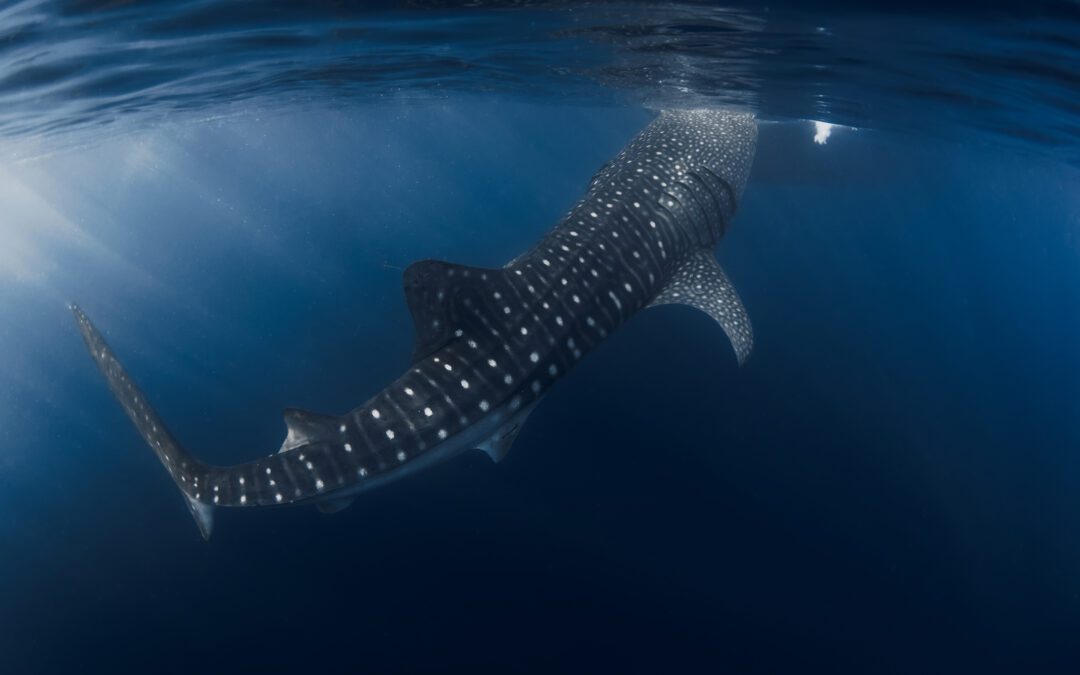 Whale Sharks