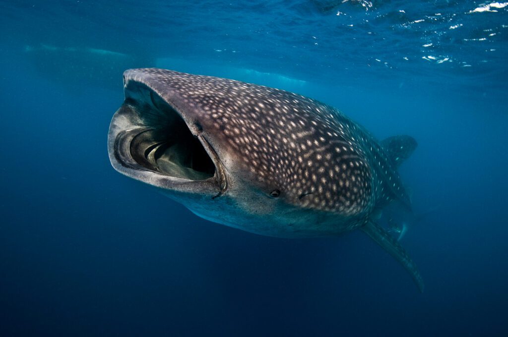 Whale Sharks Whale Sharks