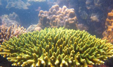 Scuba Diving Haad Salad Koh Phangan