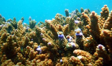 Scuba Diving Haad Yao Koh Phangan